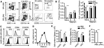 Monocyte-Derived Dendritic Cells Dictate the Memory Differentiation of CD8+ T Cells During Acute Infection